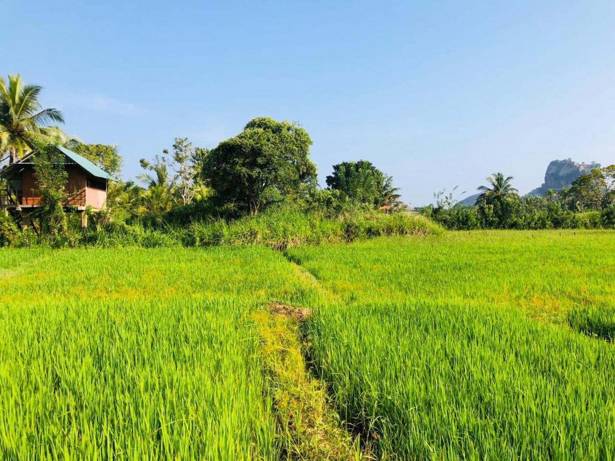 Sigiriya Paddy Field Hut Villa Exterior photo